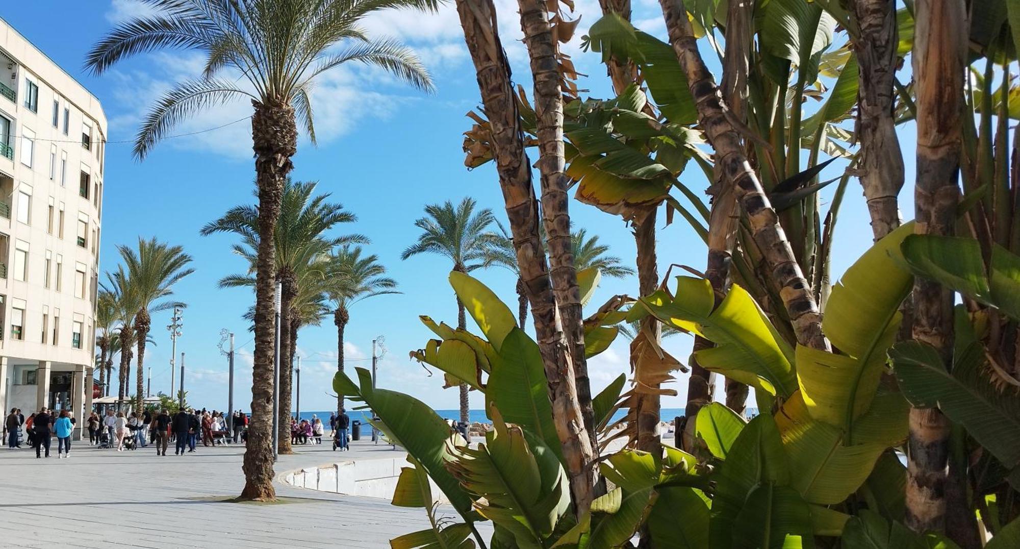 Seaview Playa Del Cura 50M Torrevieja Citycentre Apartment 外观 照片